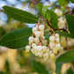 25 STRAWBERRY TREE Edible Red Berry Tree Arbutus Unedo Seeds Irish Killarney