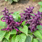 20 BRIGHT PURPLE SALVIA Splendens Scarlet Sage Flower Seeds