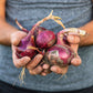 250 RED BURGUNDY ONION Allium Cepa Vegetable Seeds