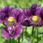 1000 PEPPERBOX POPPY MIX Papaver Somniferum Mixed Colors Red Violet Flower Seeds