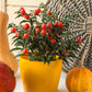 25 JERUSALEM CHERRY Madeira Winter Solanum Pseudocapsicum Flower Seeds