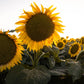 10 Early MAMMOTH RUSSIAN SUNFLOWER Helianthus Annuus Flower Seeds