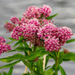 20 CINDERELLA MILKWEED Asclepias Incarnata Flower Seeds