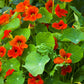 25 Dwarf RED EMPRESS NASTURTIUM Tropaeolum Majus Nanum Hummingbird Flower Seeds