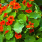 50 Mixed Colors DWARF JEWEL NASTURTIUM Tropaeolum Minus Flower Seeds