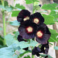 25 BLACK HOLLYHOCK Alcea Rosea Nigra Flower Seeds