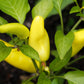 300 HUNGARIAN HOT Wax PEPPER (Hot Banana Pepper) Capsicum Annuum Vegetable Seeds