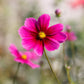 150 Pink COSMOS RADIANCE Bipinnatus Flower Seeds