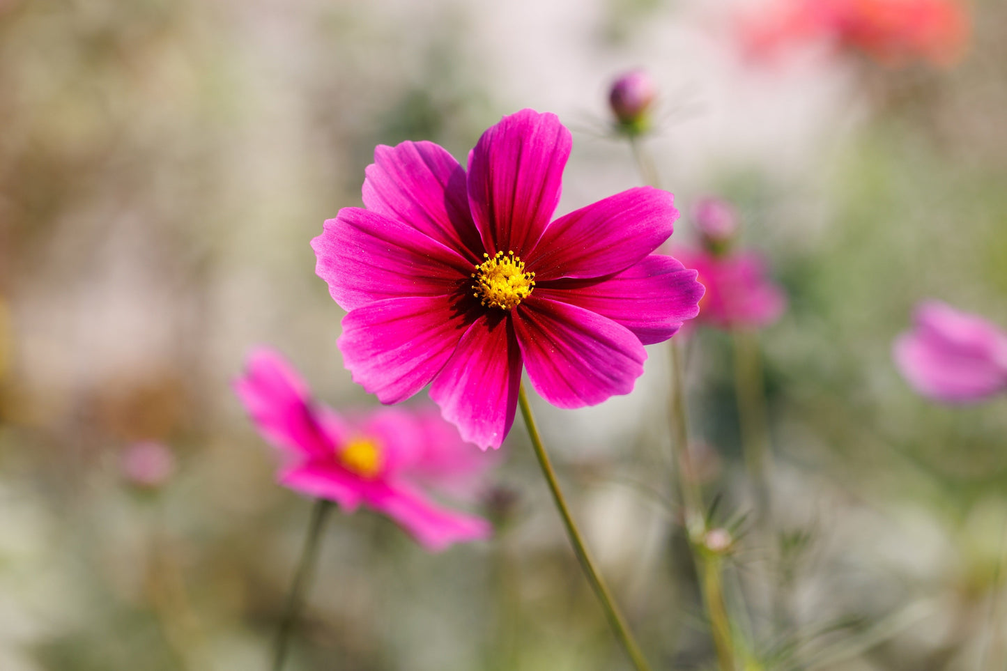 150 Pink COSMOS RADIANCE Bipinnatus Flower Seeds