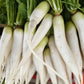 1250 WHITE ICICLE RADISH Raphanus Sativus Vegetable Seeds