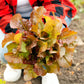 3000 PRIZEHEAD LETTUCE Loose Leaf Early Prize Head Red Lactuca Vegetable Seeds