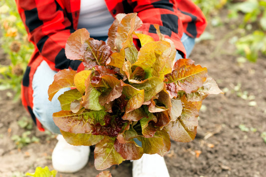 3000 PRIZEHEAD LETTUCE Loose Leaf Early Prize Head Red Lactuca Vegetable Seeds