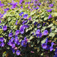 100 PURPLE MORNING GLORY Ipomoea Nil Flower Vine Seeds