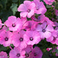 200 ROSE MALLOW MIX (Bush Mallow) Hibiscus Lavatera Trimestris Flower Seeds