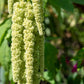 150 AMARANTHUS GREEN TAILS Amaranthus Caudatus Flower Seeds