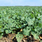 1000 Dwarf ESSEX RAPE KALE Rapeseed Brassica Napus Vegetable Seeds