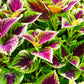100 Mixed Colors COLEUS RAINBOW MIX Shade Houseplant Solenostemon Flower Seeds