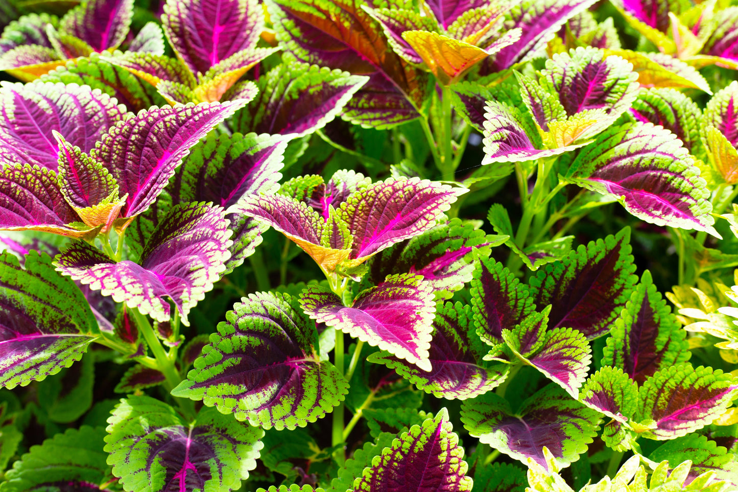 100 Mixed Colors COLEUS RAINBOW MIX Shade Houseplant Solenostemon Flower Seeds