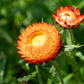 100 ORANGE DOUBLE STRAWFLOWER Xerochrysum Bracteatum Helichrysum Monstrosum Flower Seeds