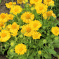 100 YELLOW GAILLARDIA (Blanket Flower / Indian Blanket) Gaillardia Aristata Flower Seeds