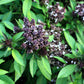 250 SIAM QUEEN Thai BASIL Ocimum Thyrsiflora Herb Flower Seeds
