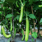 25 Louisiana LONG GREEN EGGPLANT Solanum Melongena Fruit Vegetable Seeds