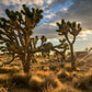 5 JOSHUA TREE Palm Tree Yucca Brevifolia White Flowers Cactus Succulent Seeds