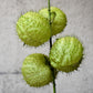 10 BALLOON MILKWEED Hairy Balls Butterfly Weed Asclepias Gomphocarpus Physocarpus Monarch Flower Seeds