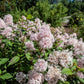 20 NEW JERSEY TEA Hummingbird Flower Ceanothus Americanus White Light Pink Shrub Seeds