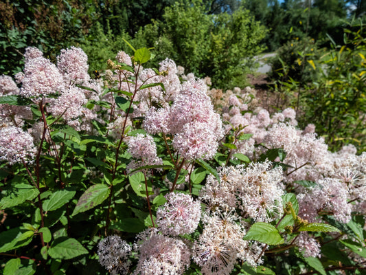 20 NEW JERSEY TEA Hummingbird Flower Ceanothus Americanus White Light Pink Shrub Seeds