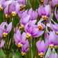 25 MIDLAND SHOOTING STAR (Flamingo Flower / Birds Bills / Prairie Pointer) Dodecatheon Meadia Flower Seeds