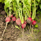 2000 CRIMSON GIANT RADISH Raphanus Sativus Vegetable Seeds