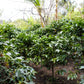 15 ARABICA COFFEE Tree Shrub Seeds - Grow your own coffee!