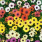 20 MIXED COLORS OSTEOSPERMUM Ecklonis African Cape Daisy Flower Seeds