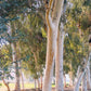 25 TASMANIAN Blue Gum TREE / EUCALYPTUS Globulus Flower Seeds