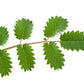 500 SALAD BURNET Sanguisorba Minor Edible Greens Vegetable Herb Flower Seeds