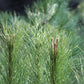 5 Pine Nut ITALIAN STONE PINE Pinus Pinea Umbrella Tree Seeds