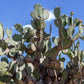 10 Yellow PRICKLY PEAR CACTUS Nopal Opuntia Ficus-Indica Flower Purple Fruit Seeds