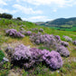 1000 Common GARDEN THYME English, German, French, or Winter Thymus Vulgaris Herb Flower Seeds