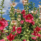 50 Mixed Colors HOLLYHOCK COUNTRY ROMANCE Mix Alcea Rosea Flower Seeds