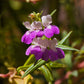 500 CHINESE HOUSES Pagodas Collinsia Heterophylla Flower Seeds