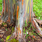 50 RAINBOW EUCALYPTUS Deglupta Gum Multicolor Bark Tree Seeds