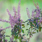 250 Green Tulsi HOLY BASIL Ocimum Sanctum Tenuiflorum Herb Flower Seeds
