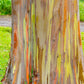50 RAINBOW EUCALYPTUS Deglupta Gum Multicolor Bark Tree Seeds
