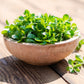 500 Dutch CORN SALAD Lambs Lettuce Valerianella Locusta Herb Vegetable Seeds