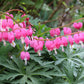 10 BLEEDING HEART - PINK Old Fashioned Dicentra Formosa Shade Flower Seeds