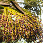 10 PYGMY DATE PALM Phoenix Roebelenii Dwarf Miniature Ornamental Fruit Tree Houseplant Seeds
