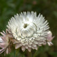100 WHITE DOUBLE STRAWFLOWER Helichrysum Monstrosum Xerochrysum Bracteatum Flower Seeds