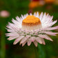 100 WHITE DOUBLE STRAWFLOWER Helichrysum Monstrosum Xerochrysum Bracteatum Flower Seeds