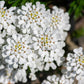1000 WHITE EMPRESS CANDYTUFT Iberis Amara Groundcover Flower Seeds